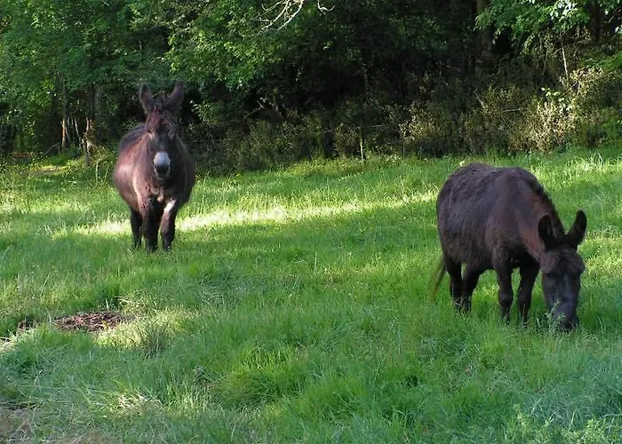 Couette-café Le Puy Babin Familiales A La Ferme